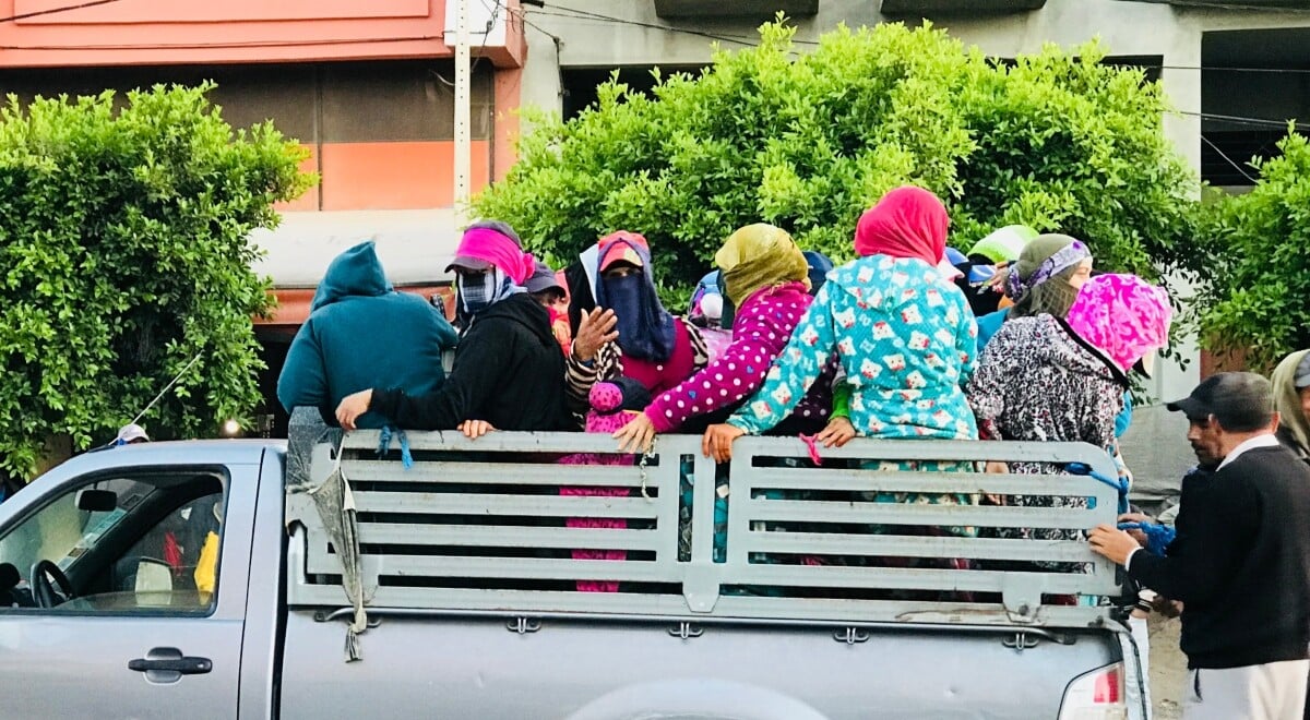 "العدالة والتنمية" يُطالب بتحسين ظروف عمل النساء بالضيعات الفلاحية